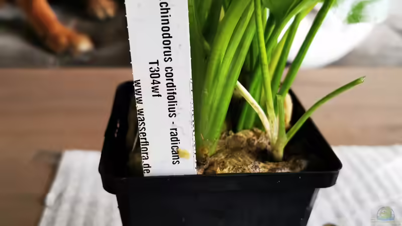 Pflanzen im Aquarium Mein Südamerika von Heike Fuchs (20)