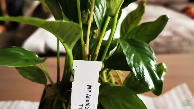 Pflanzen im Aquarium Mein Südamerika von Heike Fuchs (21)