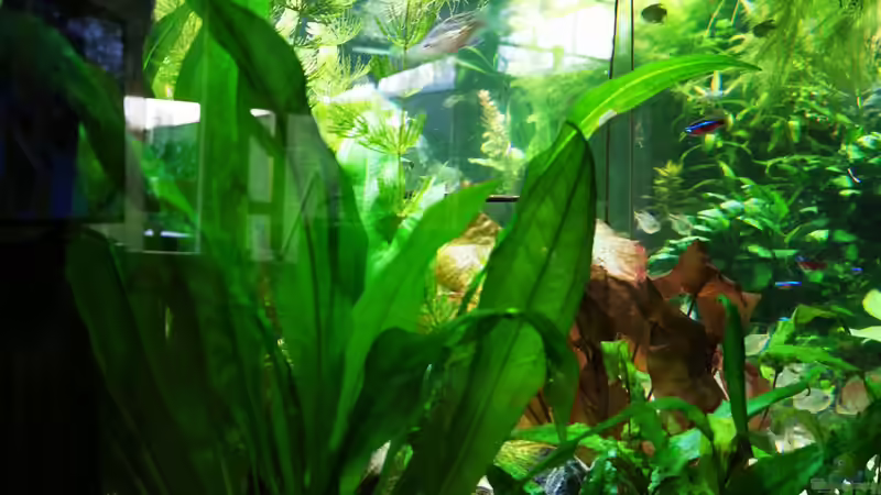 Pflanzen im Aquarium Mein Südamerika von Heike Fuchs (24)