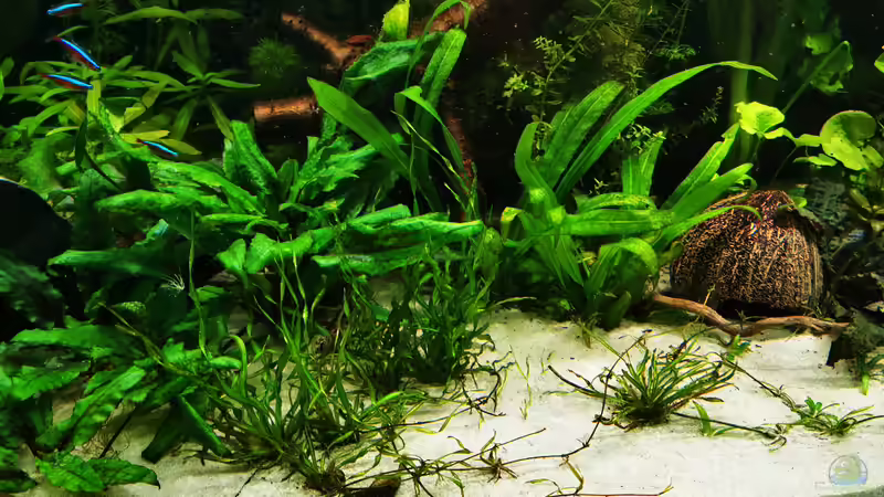 Pflanzen im Aquarium Mein Südamerika von Heike Fuchs (27)