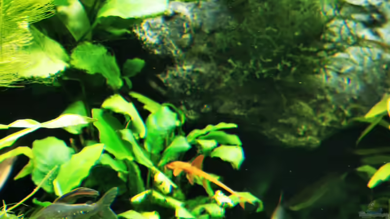 Pflanzen im Aquarium Mein Südamerika von Heike Fuchs (29)