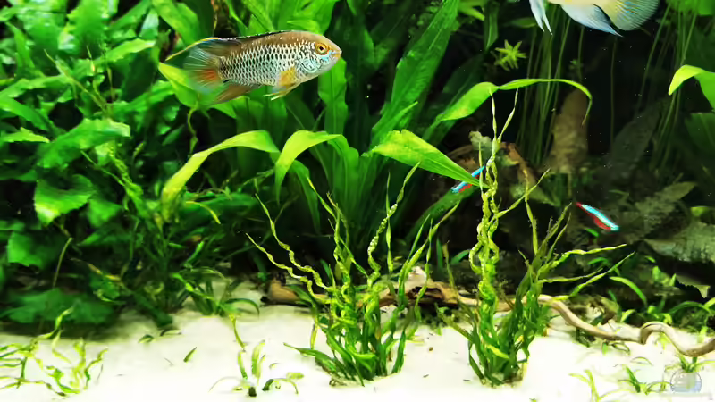 Pflanzen im Aquarium Mein Südamerika von Heike Fuchs (31)