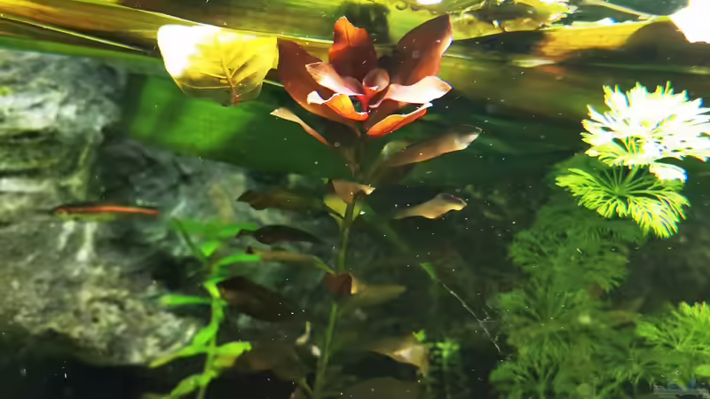 Pflanzen im Aquarium Mein Südamerika von Heike Fuchs (34)