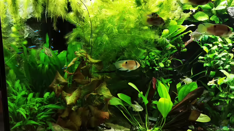 Pflanzen im Aquarium Mein Südamerika von Heike Fuchs (37)