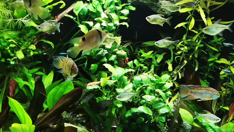 Pflanzen im Aquarium Mein Südamerika von Heike Fuchs (38)