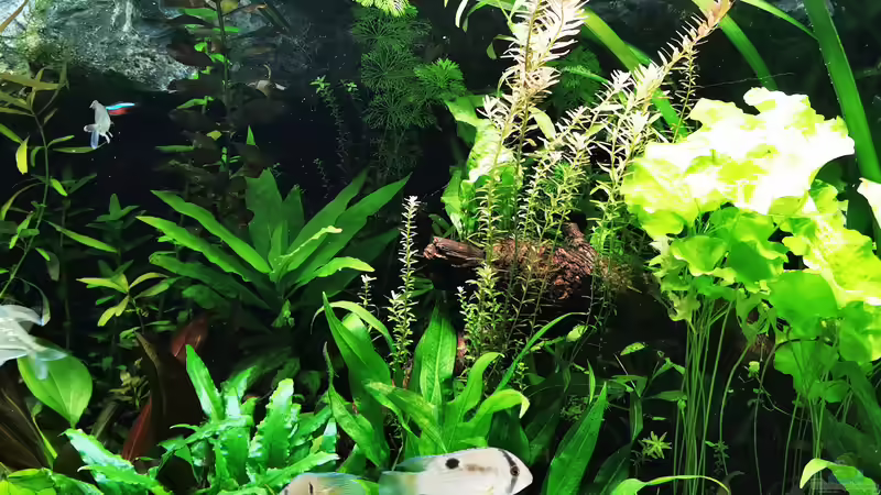 Pflanzen im Aquarium Mein Südamerika von Heike Fuchs (40)