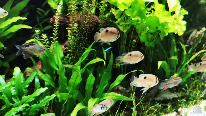 Pflanzen im Aquarium Mein Südamerika von Heike Fuchs (41)