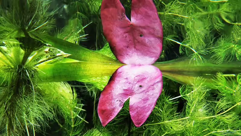 Pflanzen im Aquarium Mein Südamerika von Heike Fuchs (43)