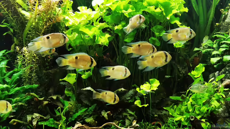 Pflanzen im Aquarium Mein Südamerika von Heike Fuchs (44)