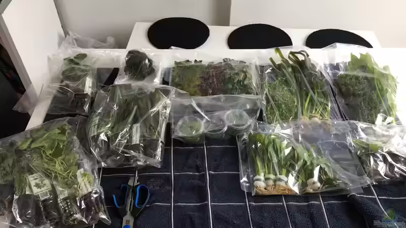 Pflanzen im Aquarium Mein Südamerikatraum (nur noch Beispiel) von stroelly (24)