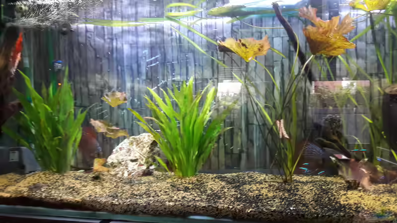 Pflanzen im Aquarium Mein Traum vom Amazonas von AmazonasFreak91 (6)