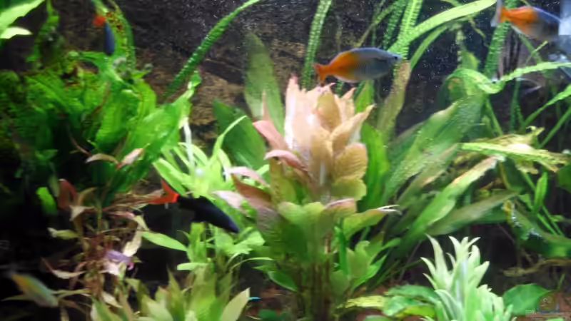 Pflanzen im Aquarium Mein Traum von moskito242 (4)