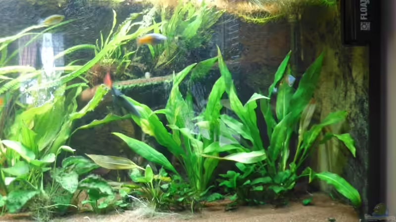 Pflanzen im Aquarium Mein Traum von moskito242 (5)