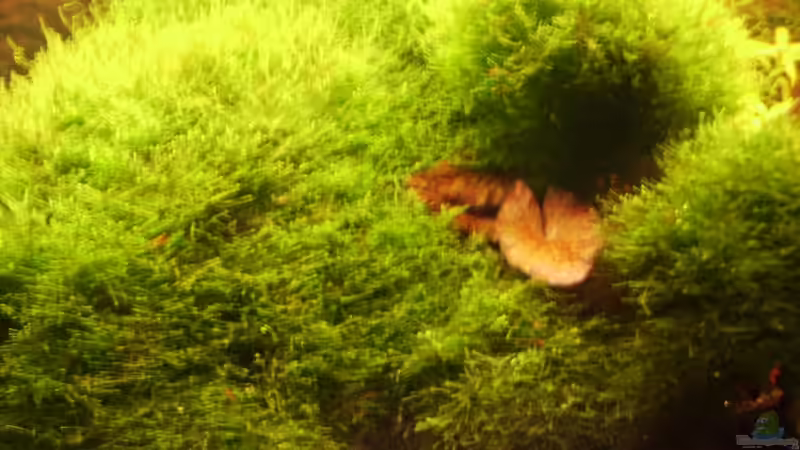 Pflanzen im Aquarium Mein Traumbecken von Stefan Bischoff (11)