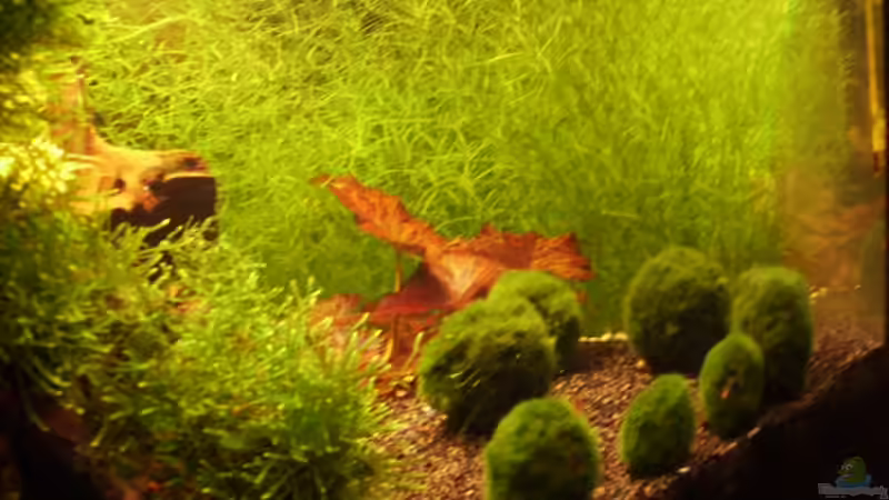 Pflanzen im Aquarium Mein Traumbecken von Stefan Bischoff (12)