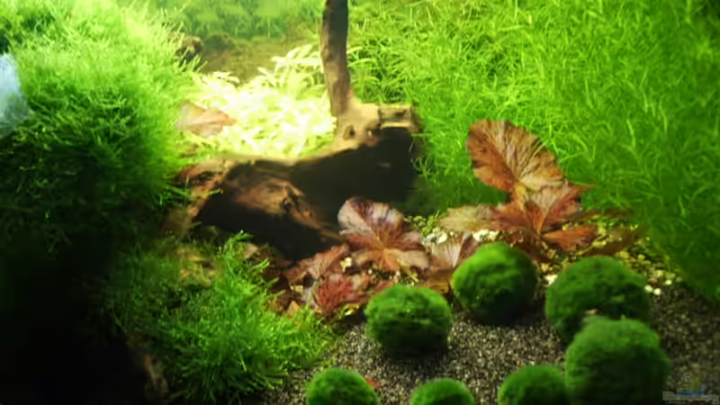 Pflanzen im Aquarium Mein Traumbecken von Stefan Bischoff (13)