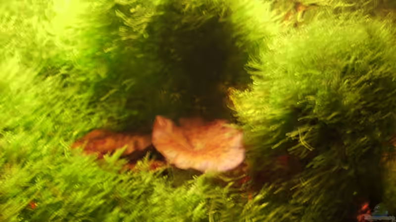 Pflanzen im Aquarium Mein Traumbecken von Stefan Bischoff (14)