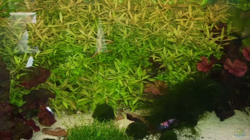 Pflanzen im Aquarium Mein Traumbecken von Stefan Bischoff (16)