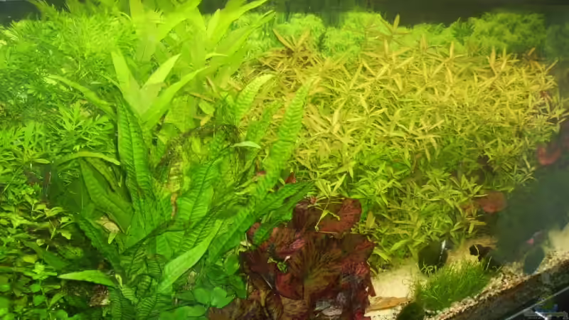 Pflanzen im Aquarium Mein Traumbecken von Stefan Bischoff (17)