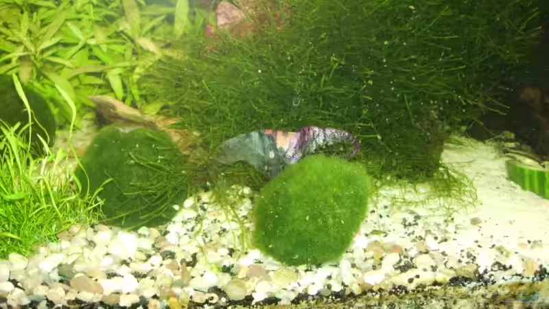 Pflanzen im Aquarium Mein Traumbecken von Stefan Bischoff (22)