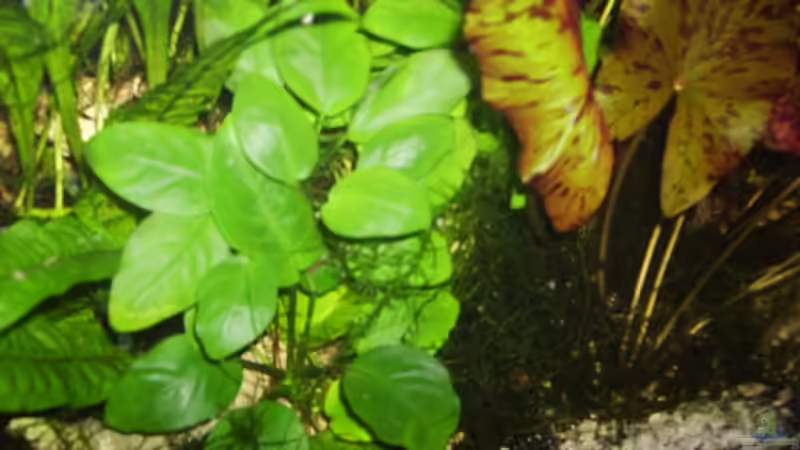 Pflanzen im Aquarium Mein Traumbecken von Stefan Bischoff (23)