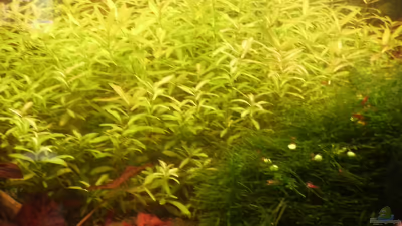 Pflanzen im Aquarium Mein Traumbecken von Stefan Bischoff (24)