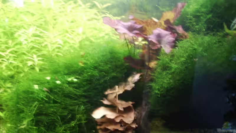 Pflanzen im Aquarium Mein Traumbecken von Stefan Bischoff (25)