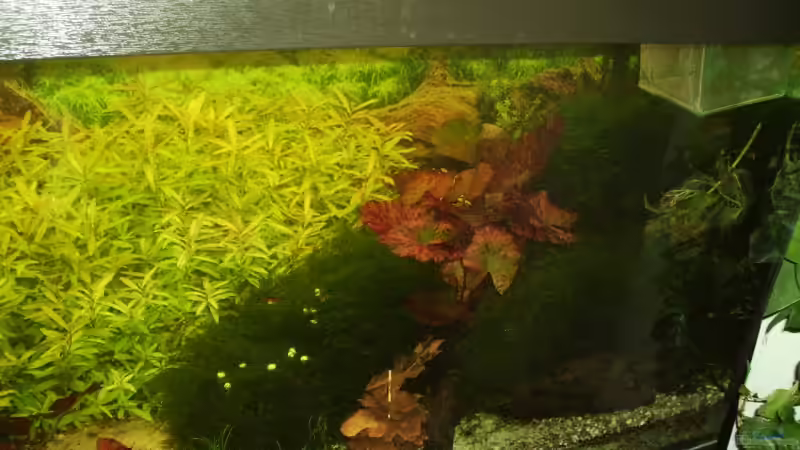 Pflanzen im Aquarium Mein Traumbecken von Stefan Bischoff (26)