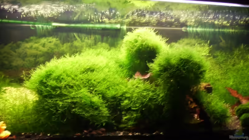 Pflanzen im Aquarium Mein Traumbecken von Stefan Bischoff (9)