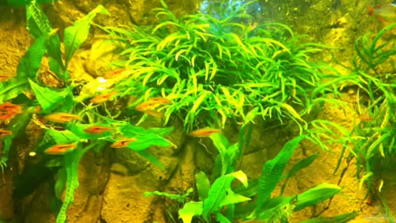 Pflanzen im Aquarium Mein Würfel von AV-Aquaristk (4)