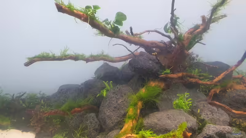 Pflanzen im Aquarium Mein Wunsch von Tobi2013 (12)
