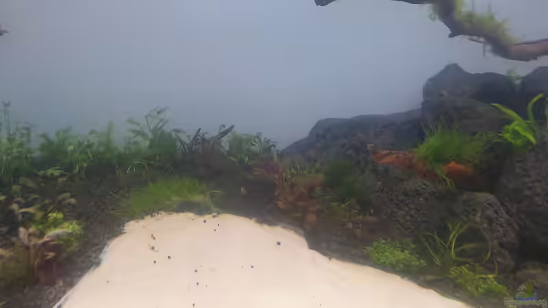 Pflanzen im Aquarium Mein Wunsch von Tobi2013 (13)
