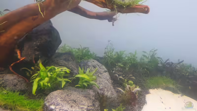 Pflanzen im Aquarium Mein Wunsch von Tobi2013 (14)