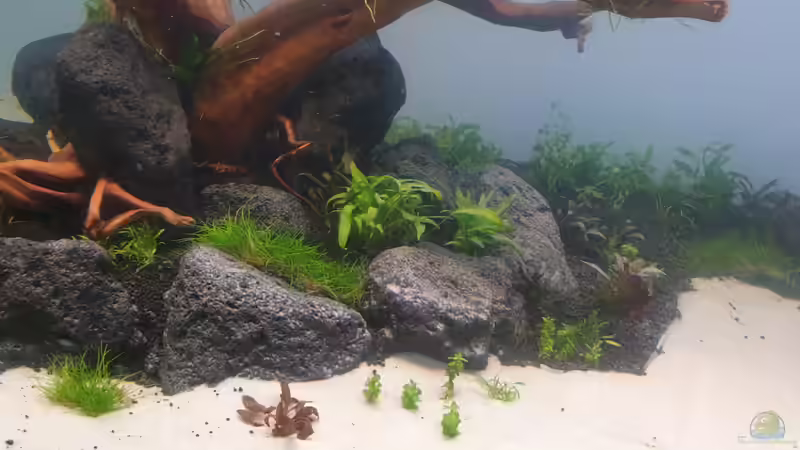 Pflanzen im Aquarium Mein Wunsch von Tobi2013 (15)