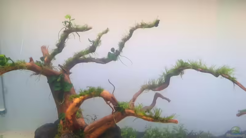 Pflanzen im Aquarium Mein Wunsch von Tobi2013 (16)