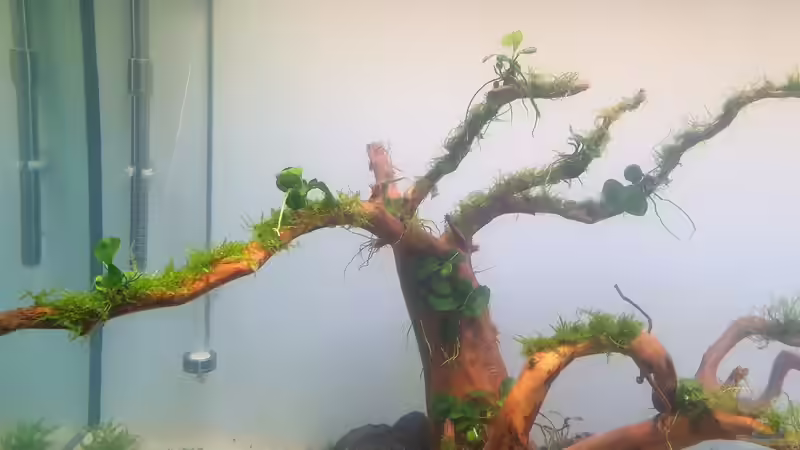 Pflanzen im Aquarium Mein Wunsch von Tobi2013 (17)