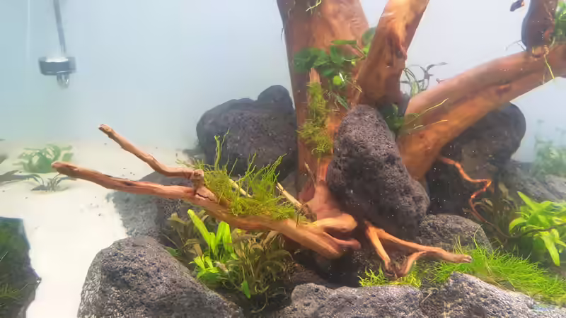 Pflanzen im Aquarium Mein Wunsch von Tobi2013 (18)