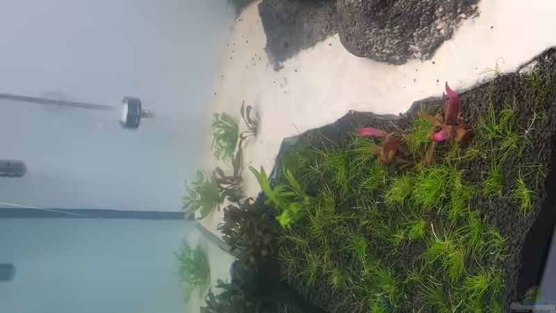 Pflanzen im Aquarium Mein Wunsch von Tobi2013 (19)