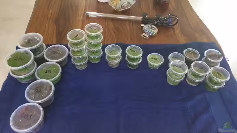 Pflanzen im Aquarium Mein Wunsch von Tobi2013 (22)