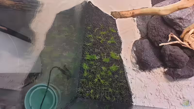 Pflanzen im Aquarium Mein Wunsch von Tobi2013 (26)