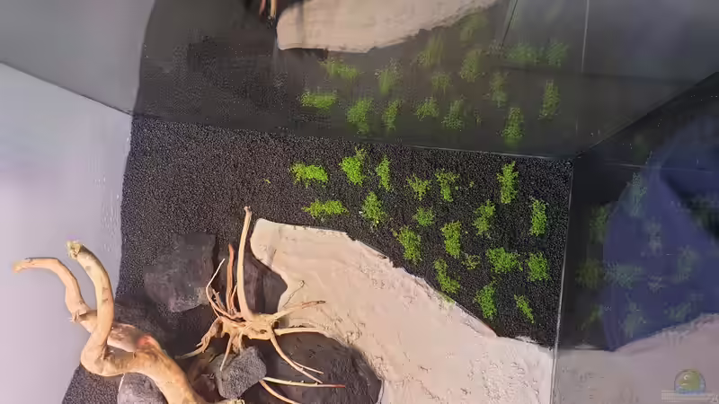 Pflanzen im Aquarium Mein Wunsch von Tobi2013 (27)