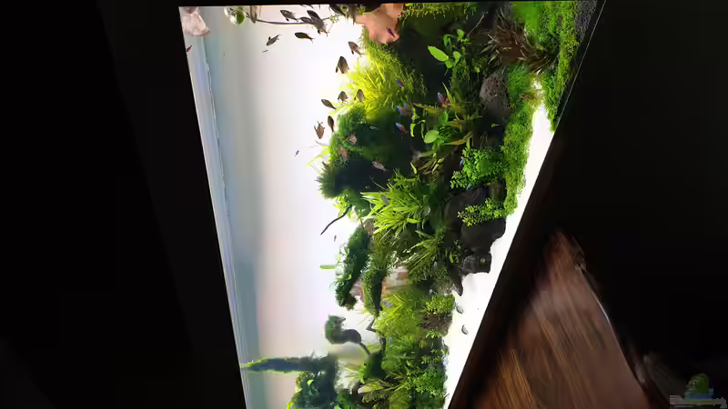 Pflanzen im Aquarium Mein Wunsch von Tobi2013 (44)