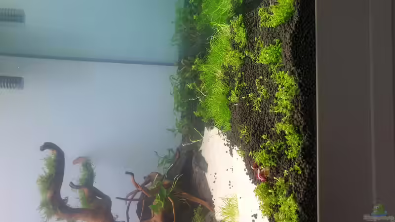 Pflanzen im Aquarium Mein Wunsch von Tobi2013 (8)
