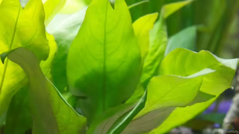 Pflanzen im Aquarium Mein zu Hause Aquarium von moestaverne (10)