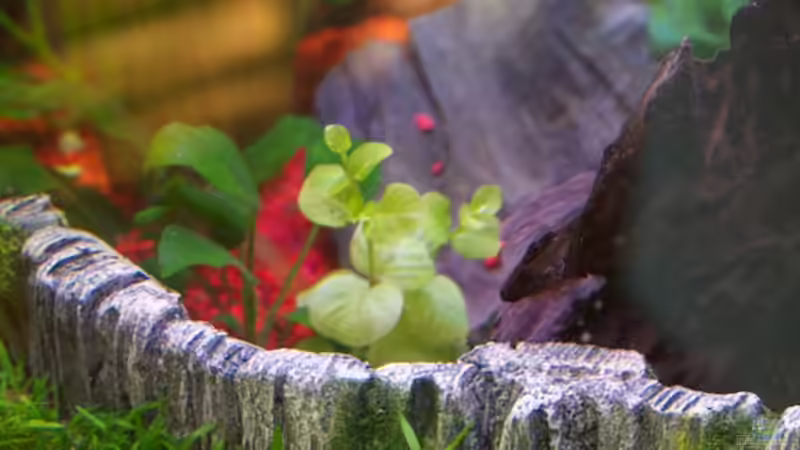 Pflanzen im Aquarium Mein zu Hause Aquarium von moestaverne (11)
