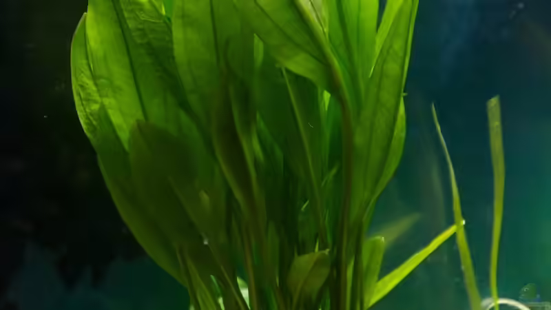 Pflanzen im Aquarium Mein zu Hause Aquarium von moestaverne (7)