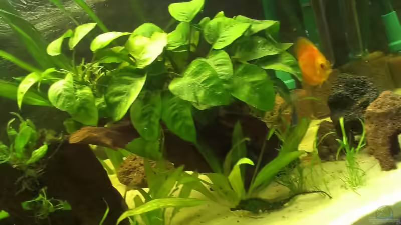 Pflanzen im Aquarium meine kleene Pfütze von Dorfi34 (5)