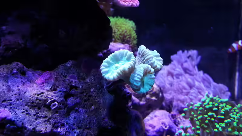 Pflanzen im Aquarium Meine Meerwasserpfütze von BenoN (16)