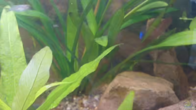 Pflanzen im Aquarium MeinErstes von Ricky Helfert (6)