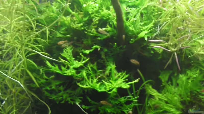 Pflanzen im Aquarium Mikrokosmos 1.0 von Akula (11)